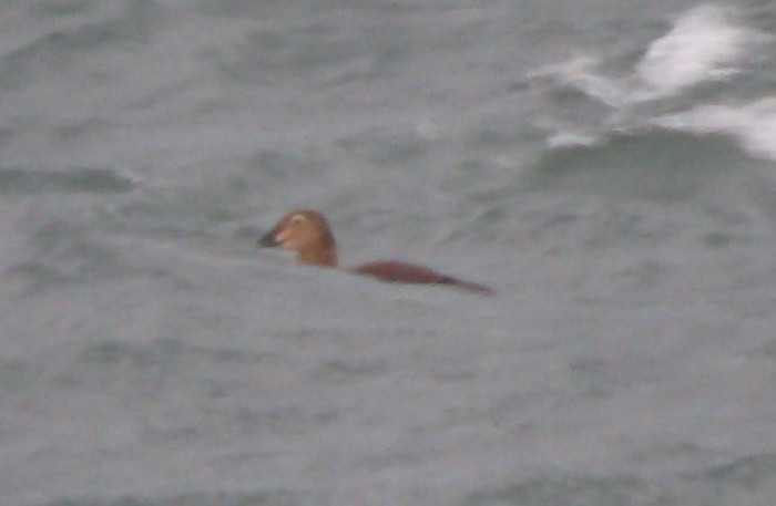 King Eider