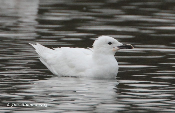 Lesser Black-backed Gull
