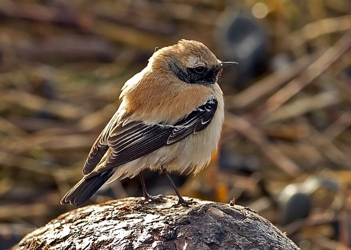 Desert Wheatear