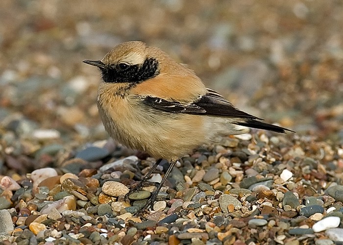 Desert Wheatear