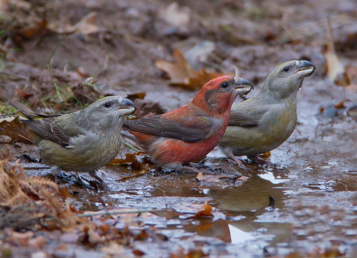 Parrot Crossbill