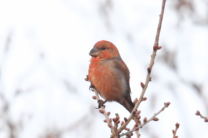 Parrot Crossbill