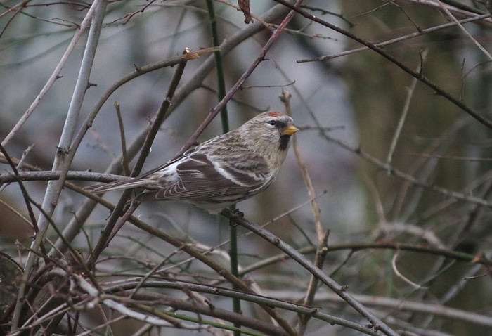 Common Redpoll