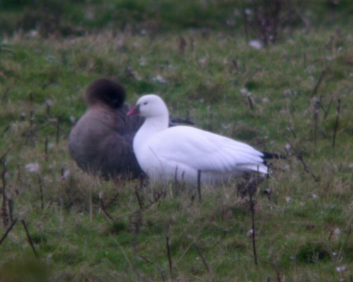 Ross's Goose