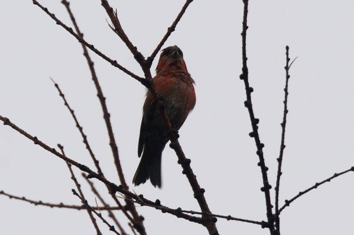 Two-barred Crossbill