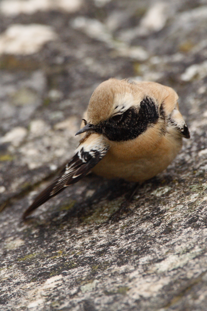 Desert Wheatear