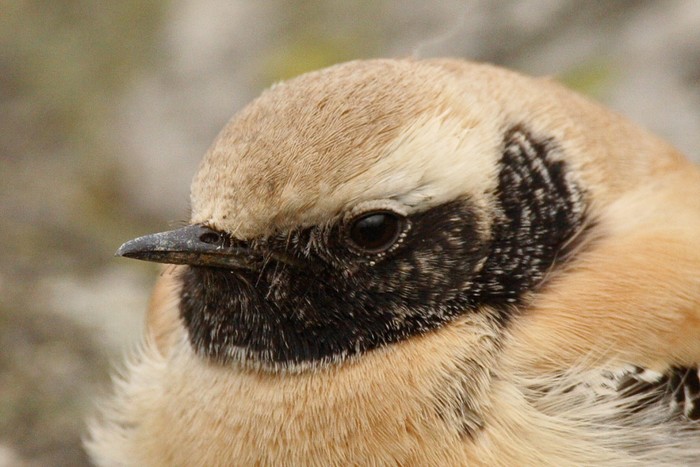 Desert Wheatear
