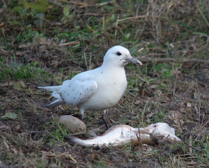 Ivory Gull