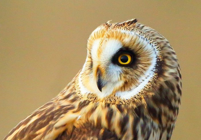 Short-eared Owl