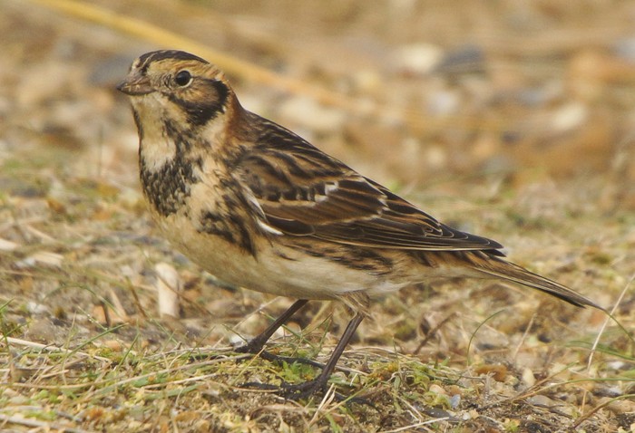 Lapland Bunting