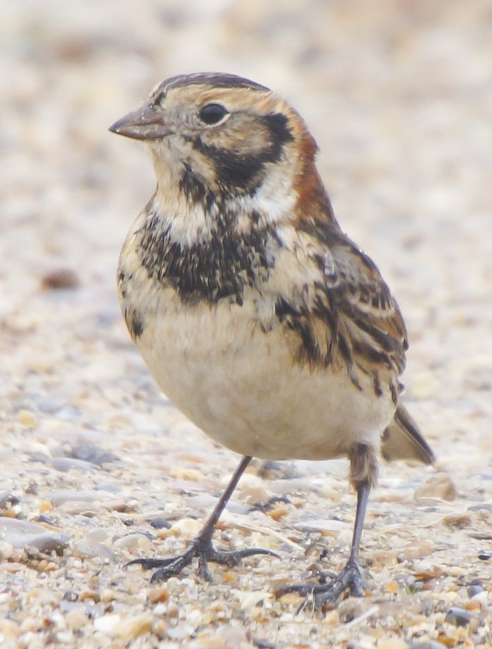 Lapland Bunting