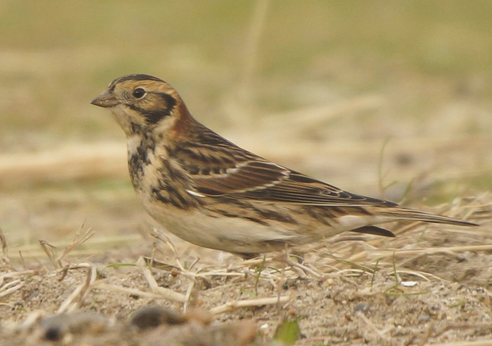 Lapland Bunting