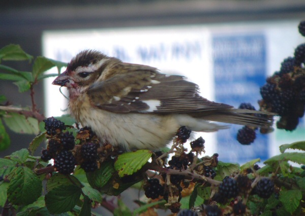 Rose-breasted Grosbeak