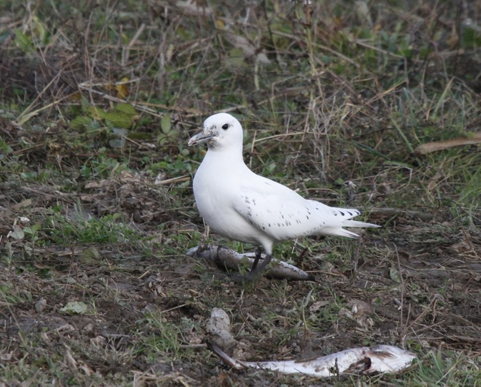 Ivory Gull