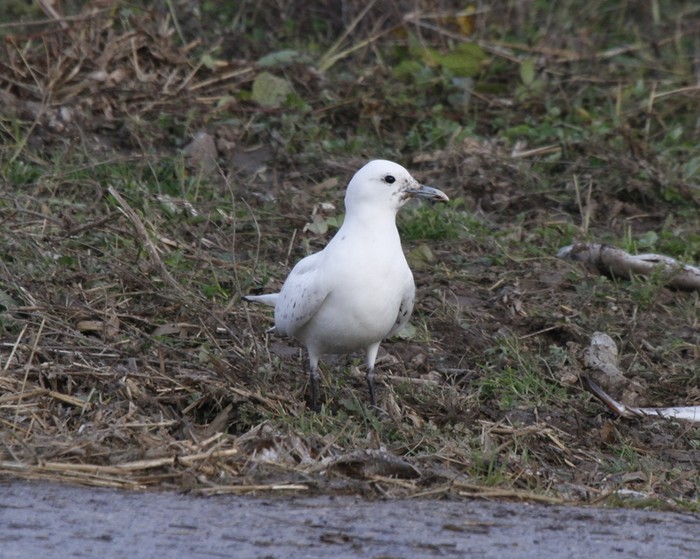 Ivory Gull
