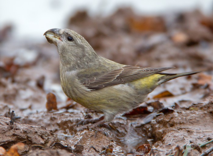 Parrot Crossbill