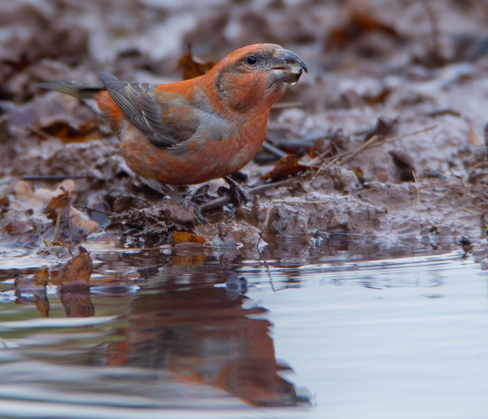 Parrot Crossbill