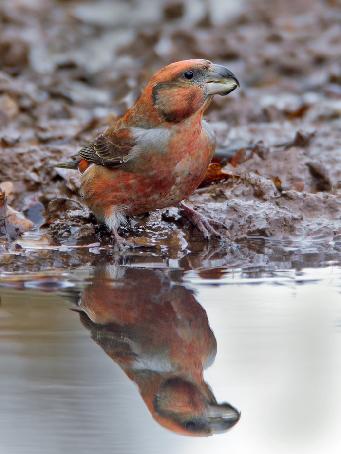 Parrot Crossbill