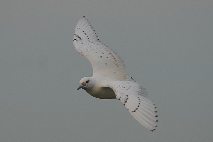 Ivory Gull