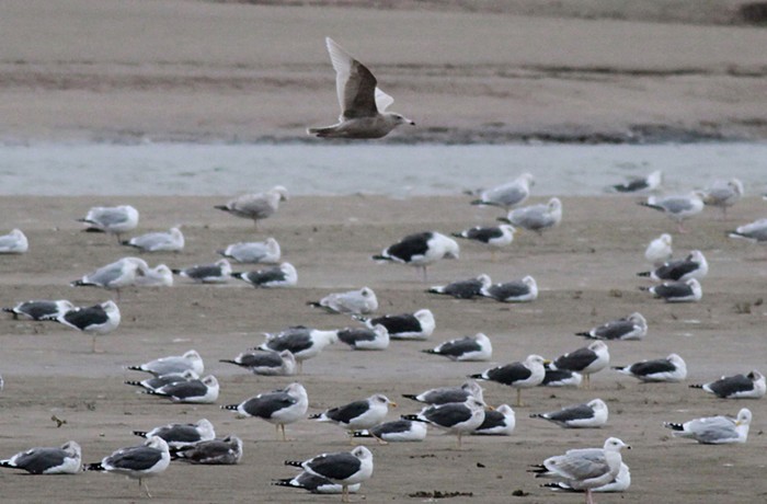 Glaucous Gull