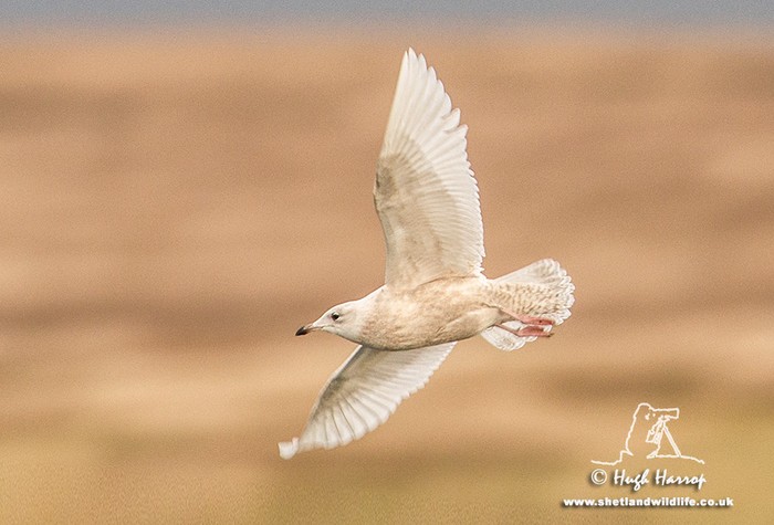 Iceland Gull