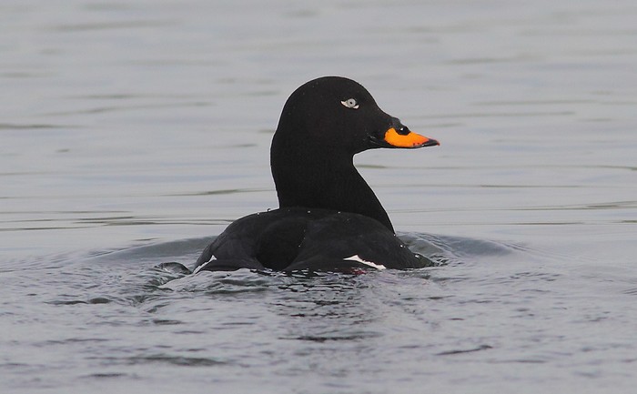 Velvet Scoter