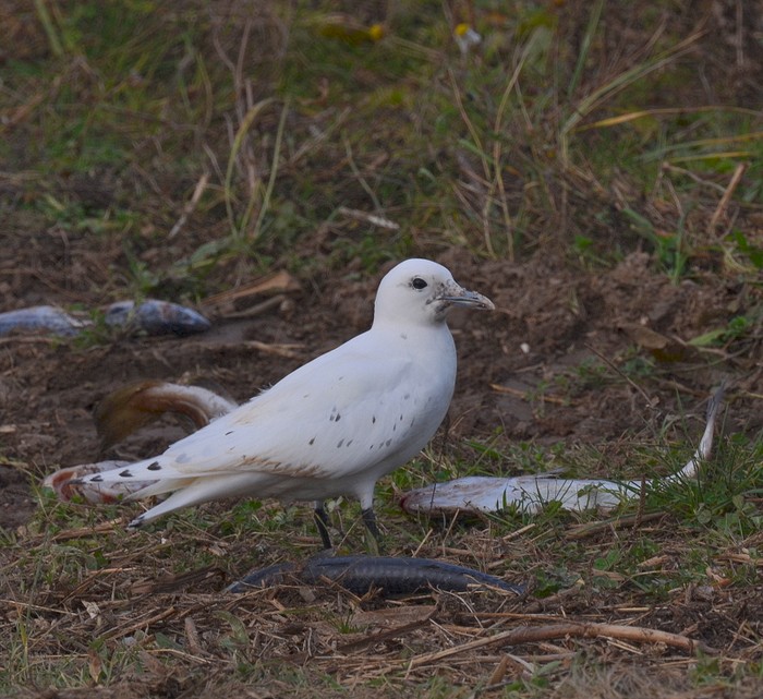 Ivory Gull