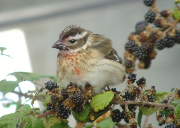 Rose-breasted Grosbeak