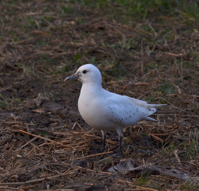 Ivory Gull