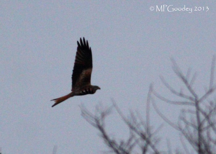 Red Kite