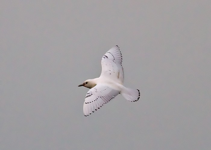 Ivory Gull