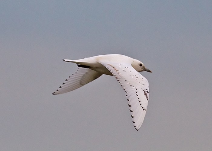 Ivory Gull