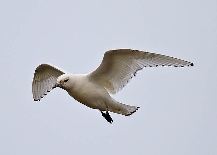 Ivory Gull