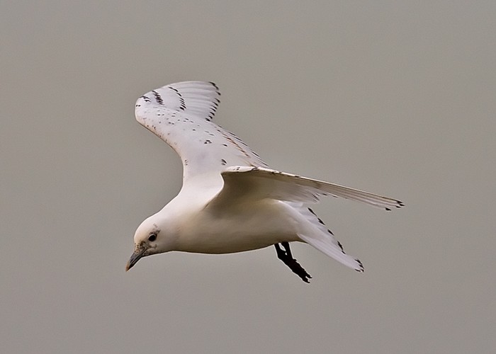 Ivory Gull