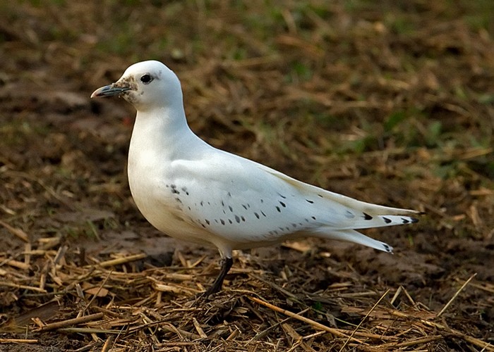 Ivory Gull