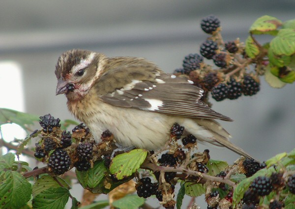 Rose-breasted Grosbeak