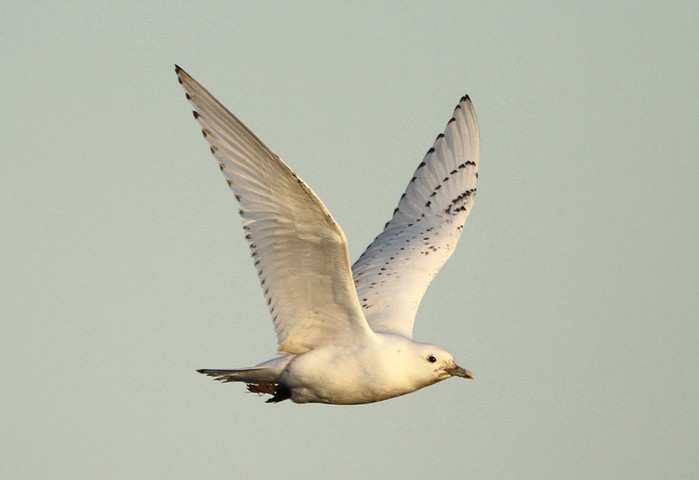 Ivory Gull