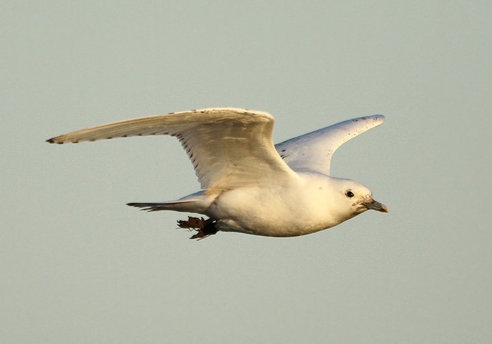 Ivory Gull