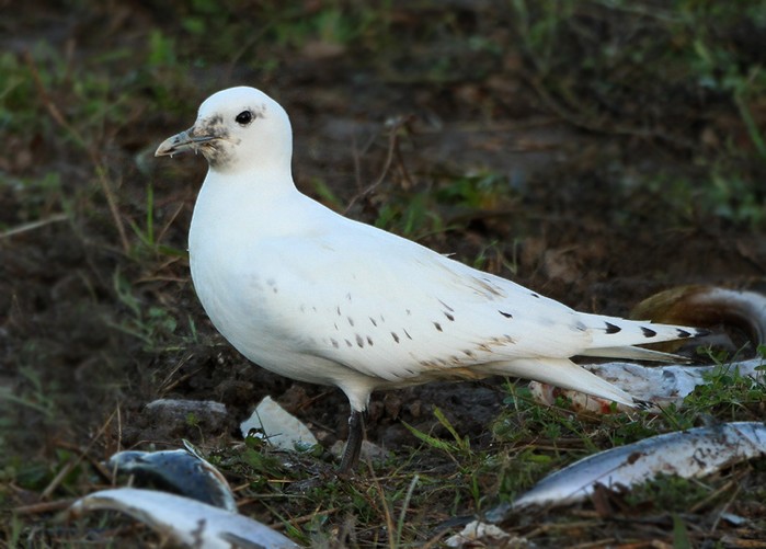 Ivory Gull