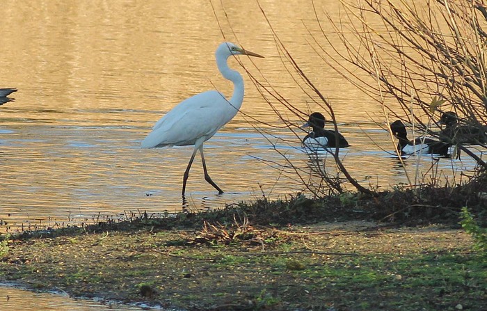 Great White Egret