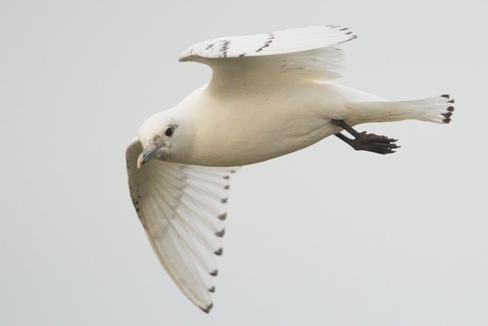 Ivory Gull
