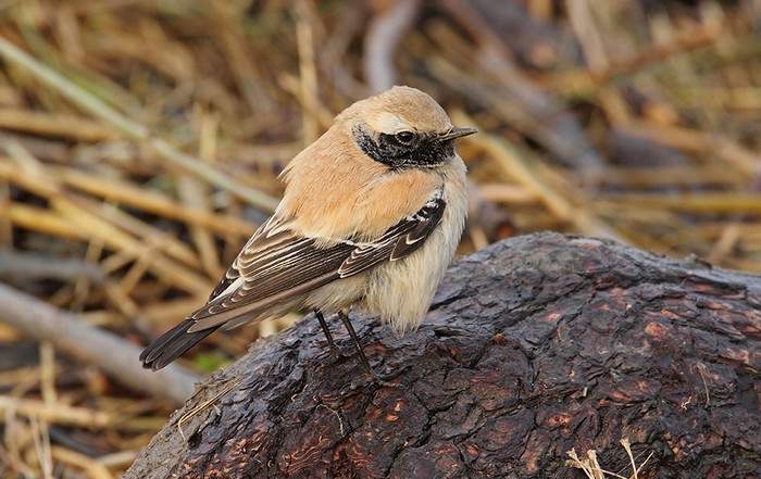 Desert Wheatear