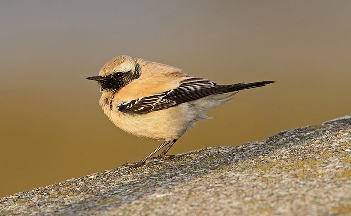 Desert Wheatear
