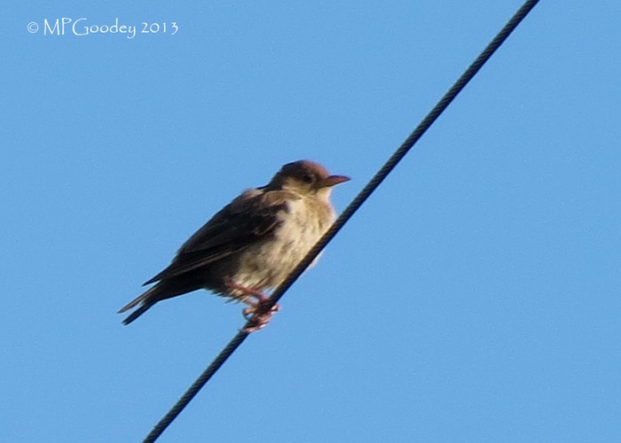 Rose-coloured Starling