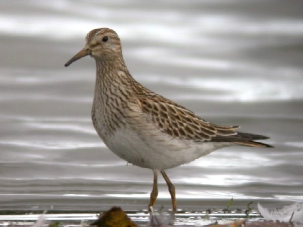 Pectoral Sandpiper