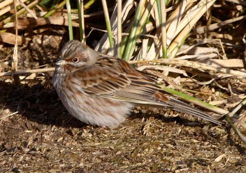 Pine Bunting