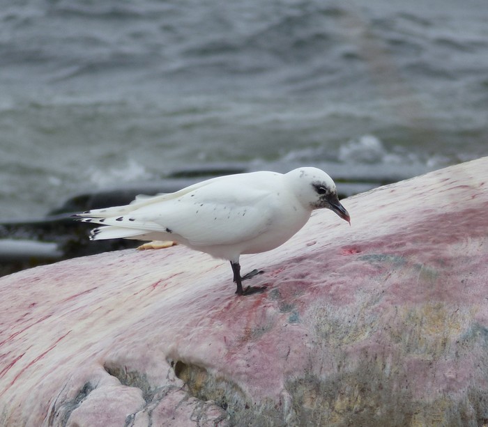 Ivory Gull