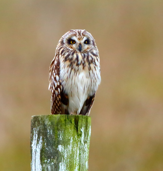 Short-eared Owl