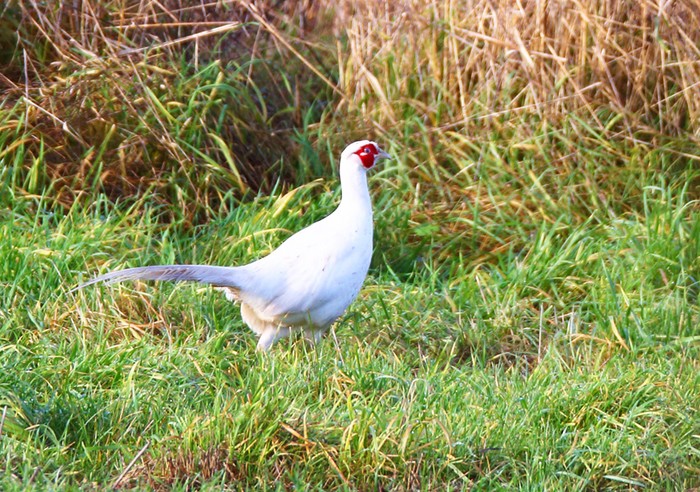 Pheasant