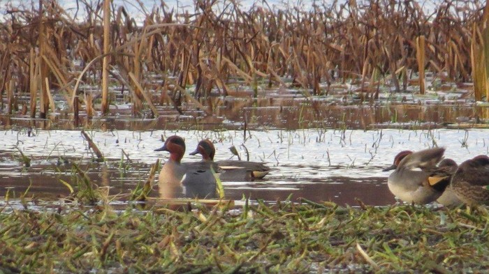 Green-winged Teal